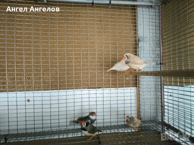 зеброви амадини , снимка 7 - Амадини - 53218756