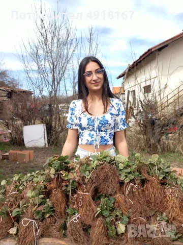 Продавам разсад ягоди 