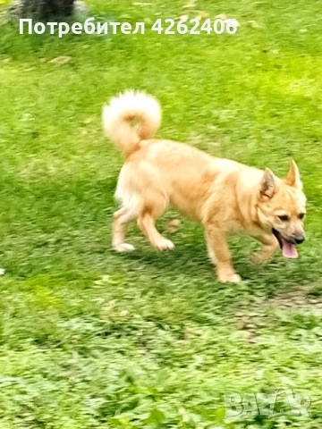 Продавам женско кученце, снимка 3 - Други - 52624392