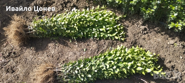 Лигуструм Овалифолиум - Цена за 1бр -0.70лв., снимка 3 - Разсади - 51955767