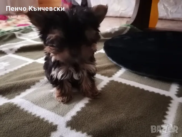 Мини Йоркширски териер, снимка 4 - Йоркширски териер - 47732082