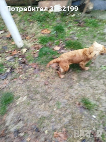 Кокер Шпаньол, снимка 2 - Кокер шпаньол - 52342878