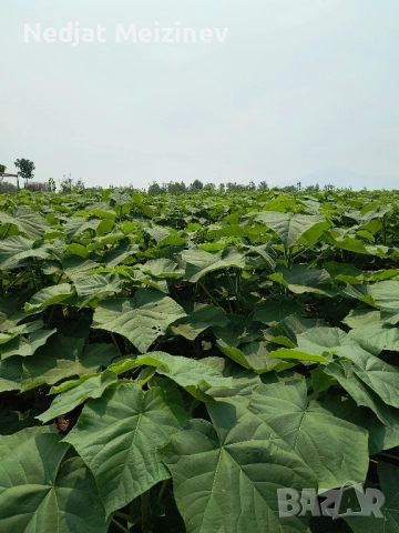 Пауловния фиданки , снимка 3 - Градински цветя и растения - 51841534