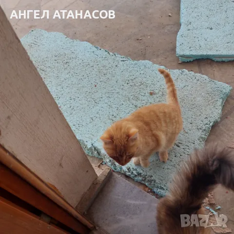 Подарявам малки котенца , снимка 10 - Други - 45925562