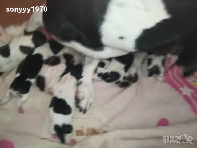 ДЖАК РЪСЕЛ БЕБЕТА-РОДЕНИ 11.08.25г 1208250705, снимка 18 - Джак ръсел териер - 51335235