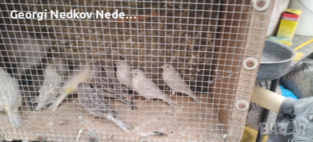 Продавам канари , снимка 4 - Канари - 52756202