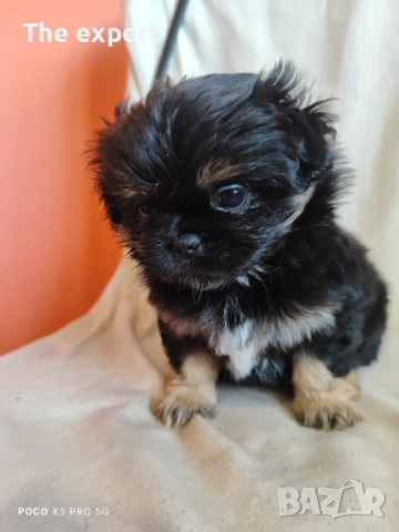 Пекинез Кралски 