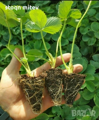 продавам целогодишен разсад ягоди и малини0885353190, снимка 6 - Разсади - 53625104