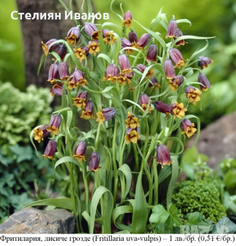 Фритилария, лисиче грозде (Fritillaria uva-vulpis) – луковици
