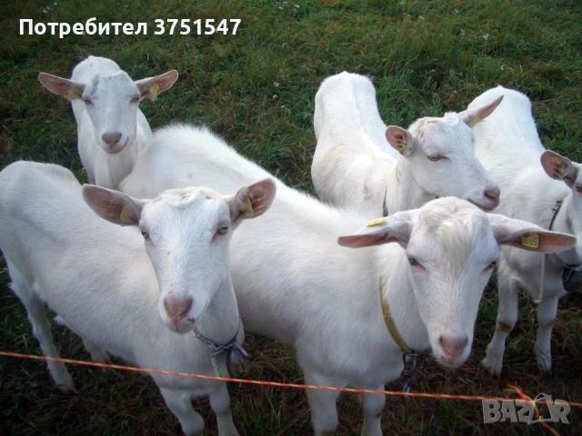 ПРОДАВАМ Прясно Козе Мляко и Сирене!, снимка 4 - Домашни продукти - 50460170