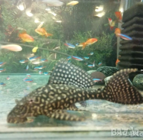 Продавам голам Птеригоплихт, снимка 2 - Рибки - 53478590