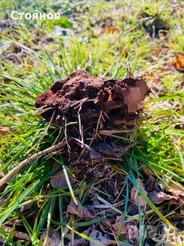 Прахан от бял бор за разпалване на огън и оцеляване, снимка 2 - Палатки - 52933722