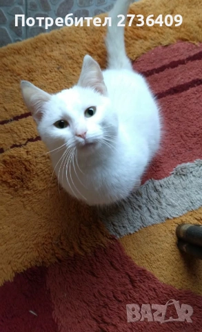 Бяло женско котенце , снимка 2 - Други - 53673538