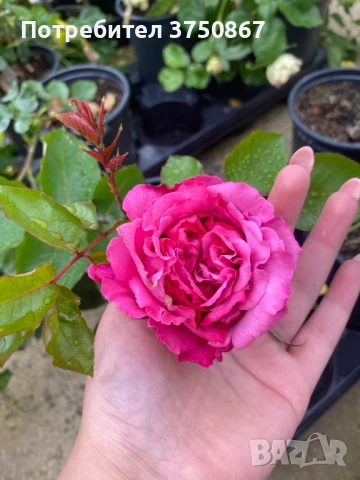 🌹РОЗА🌹 YVES PIAGET®; Gpt Keitsupiatsu 🌹, снимка 4 - Градински цветя и растения - 51135710