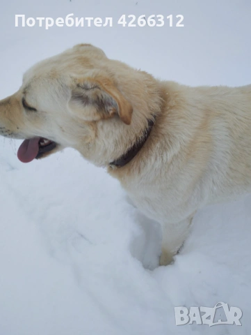 Подарявам женско куче., снимка 3 - Лабрадор ретривър - 53505544