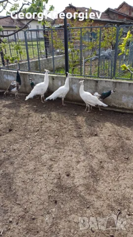 Пауни - Бял и Арлекин