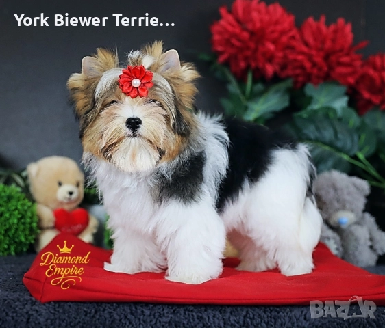 Йоркширски Териер! Страхотни бебета с родословие за деца и възрастни! , снимка 2 - Йоркширски териер - 52882893