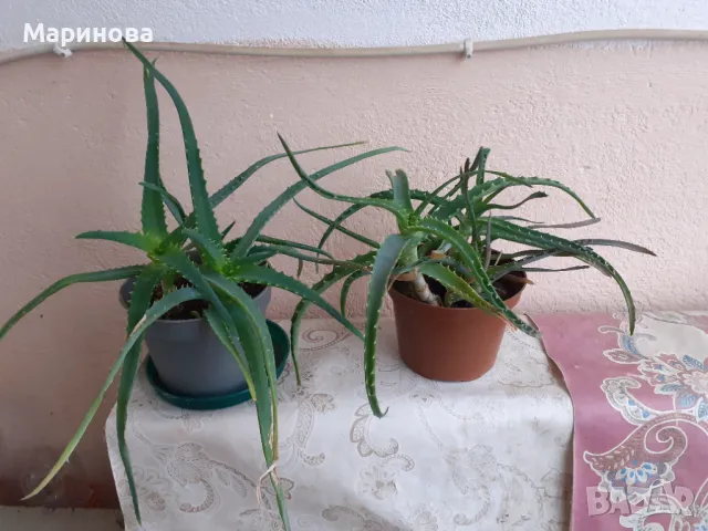 Алое вера , снимка 1