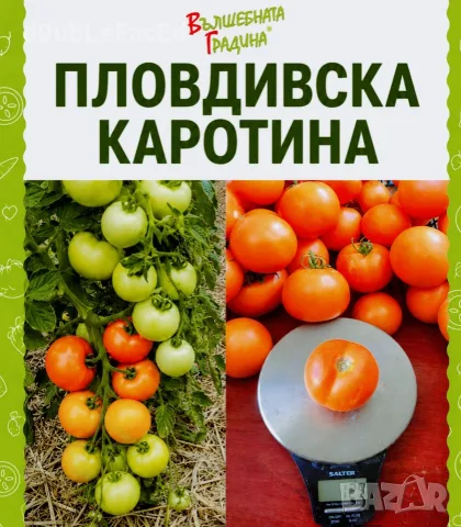 Семена от нехибридни сортове , снимка 2 - Сортови семена и луковици - 56155541