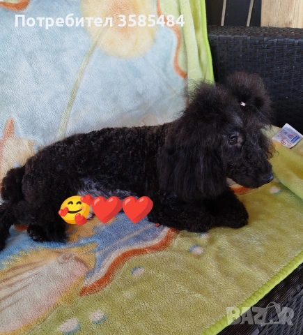 Mini poodle/Мини пудел , снимка 12 - Пудели - 53463482