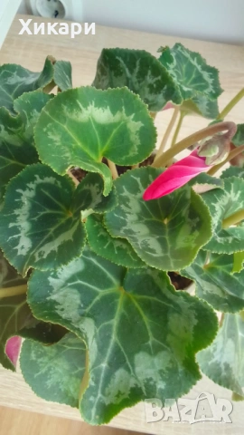 Циклама с едър цвят , снимка 4 - Стайни растения - 53539443