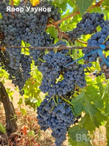 Продавам  грозде  Каберне , Мерло
