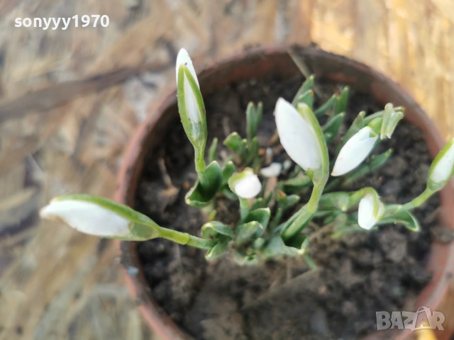 ЕКО КОКИЧЕ-ДОМАШНО 3001261607, снимка 3 - Градински цветя и растения - 53285139