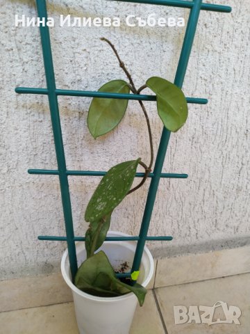 Хоя восъчно цвете Red flowers , снимка 5 - Градински цветя и растения - 42241162