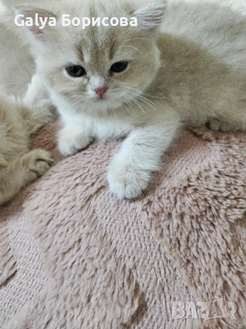 Родословни Британски котета  промоционолна цена за 8 март, деня на жената!, снимка 15 - Британска късокосместа - 53502654
