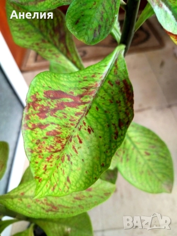 Африкански млечен храст Еуфорбия рубра , снимка 5 - Стайни растения - 52509054