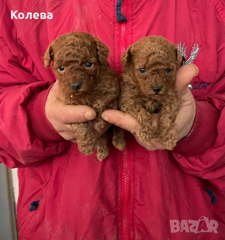 ТОП МИНИ ТОЙ Пудел