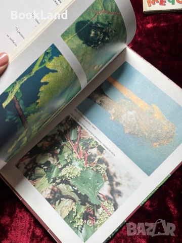 Атлас на болестите и неприятелите по лозата, снимка 9 - Други - 53863258