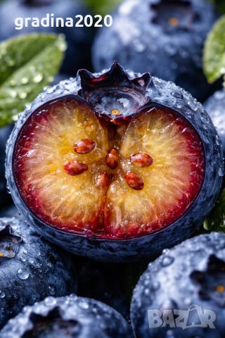 Боровинка - Разсад и замразен плод , снимка 1 - Градински цветя и растения - 27515105