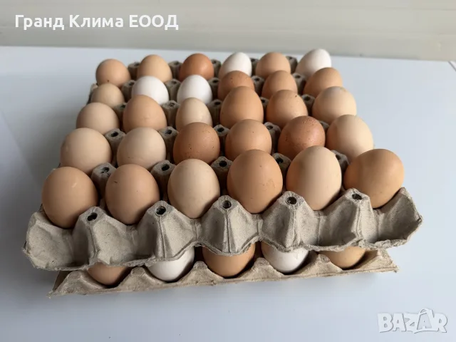 Яйца от Домашни кокошки