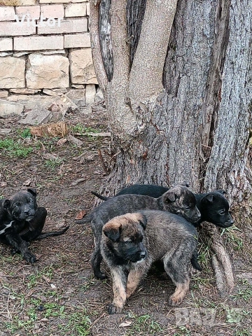 Подарявам кучета микс между Кане корсо и Питбул, снимка 6 - Други - 53714455