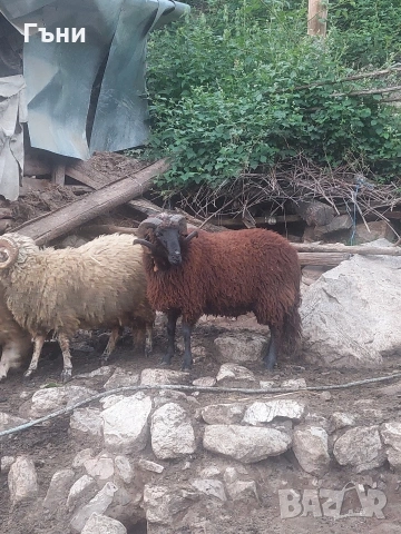 коч кочове овце , снимка 14 - Овце - 53624150