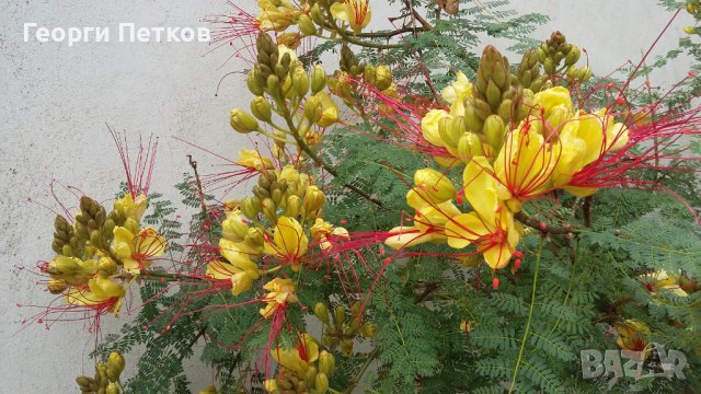 Цезалпиния, Жълта Райска Птица., снимка 1 - Градински цветя и растения - 41822363