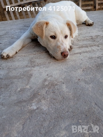 Подарявам бяло кученце, снимка 8 - Други - 53542153