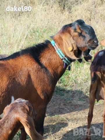 Продавам англонубииски пръч, снимка 2 - Кози - 53154003