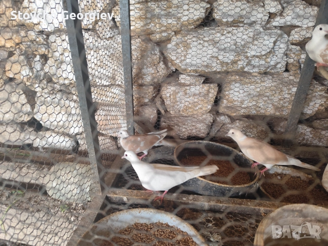 Скумруци, снимка 4 - Гълъби - 52838642