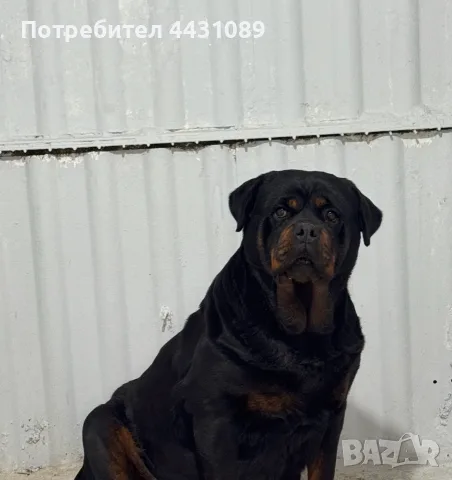 ротвайлерчета от родословни родители, снимка 4 - Ротвайлер - 55843147