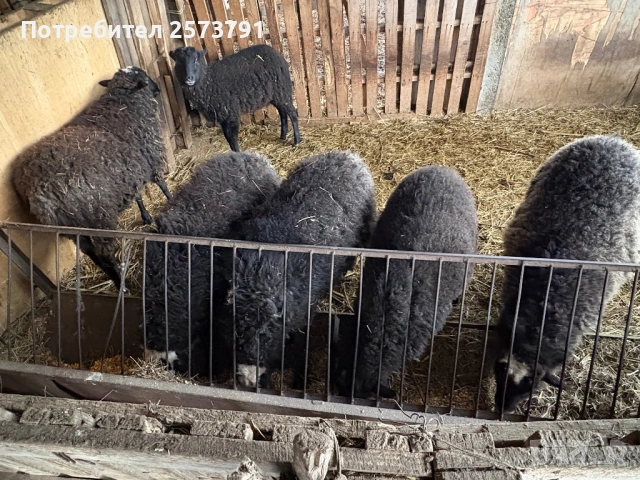 Романовски агнета