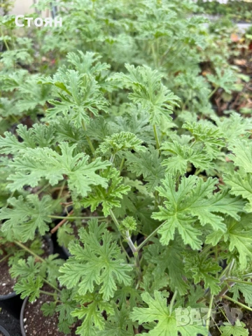 Индрише, снимка 2 - Стайни растения - 53780757