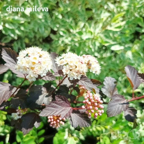 Физокарпус Диабло, Physocarpus Opulifolius Diablo, снимка 3 - Градински цветя и растения - 45688473
