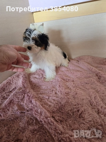 Бивер Йоркширски териер момиче 