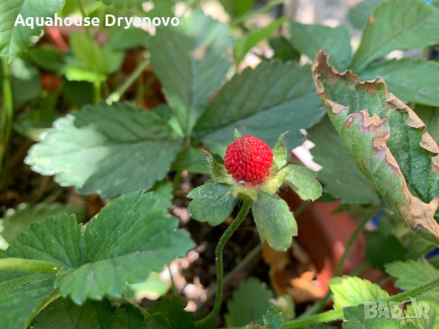 Дюшенея, индийска ягода (Duchesnea), снимка 4 - Стайни растения - 41099467
