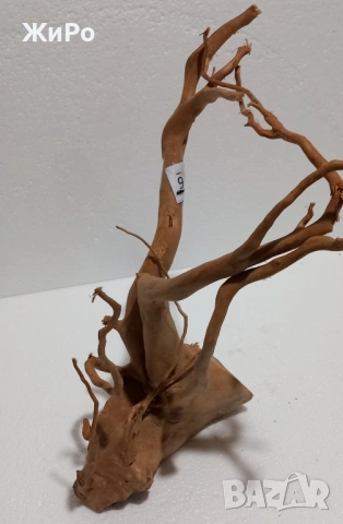 Корен от Азалия /декорация/ 9, снимка 2 - Други - 48577954