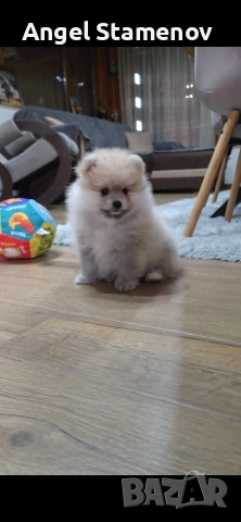 Померан,мини момченце с всички необходими ваксини и документи!!!, снимка 3 - Померан - 53208705