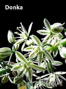 Млади луковици от лечебното растение Индийски лук - лекува всичко, снимка 3 - Стайни растения - 39870733