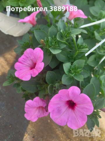 Каскадна петуния в кошница, снимка 4 - Градински цветя и растения - 53854941